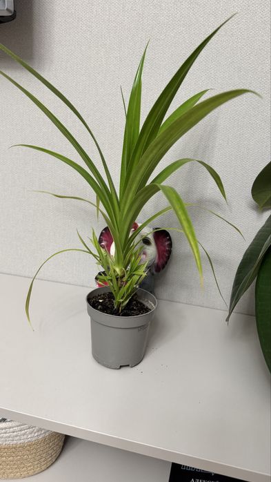 продам молодые растения