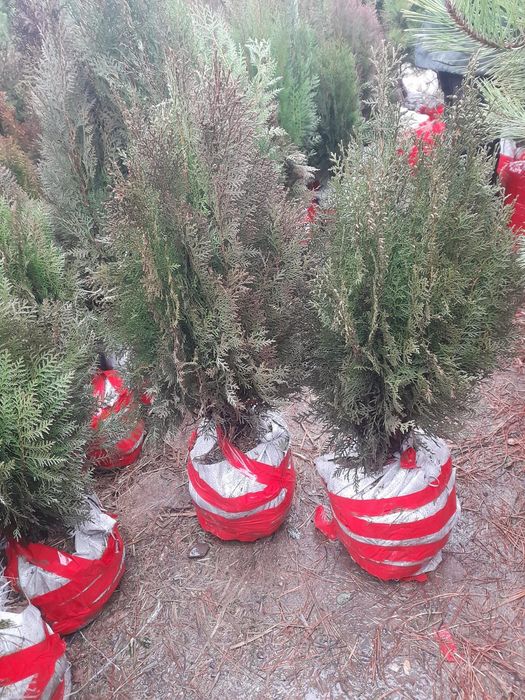 Саженцы Шымкент видов