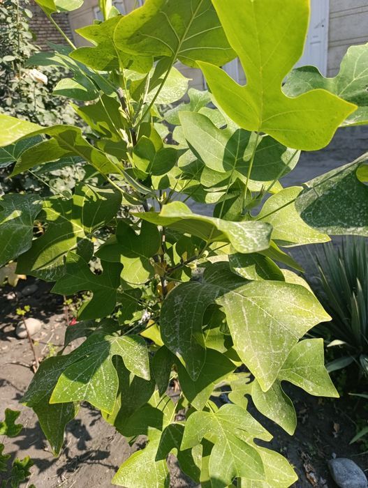 Lola daraxtlari sotiladi