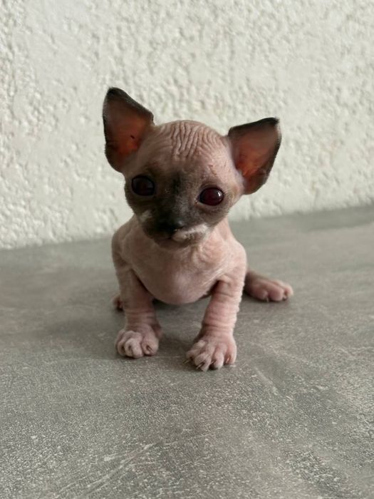 Продам котят канадский сфинкс