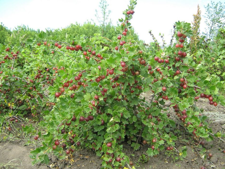 Крыжовник саженцы