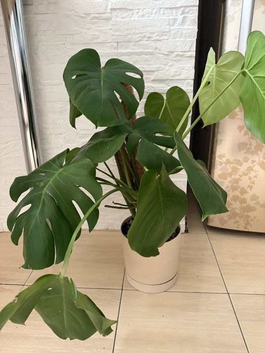 Монстера 2 черенка в горшке