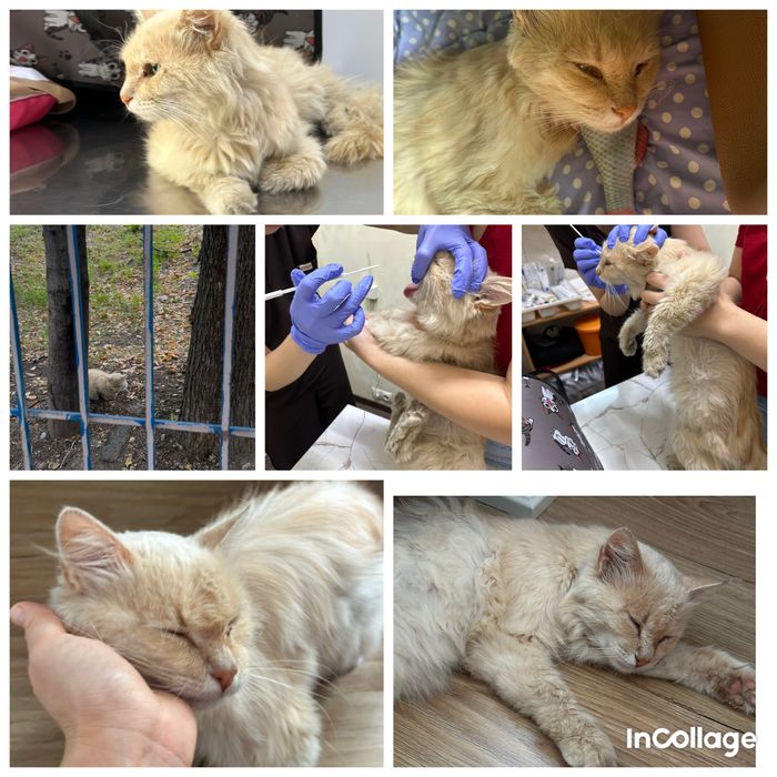 Ищу для бездомного котика дом