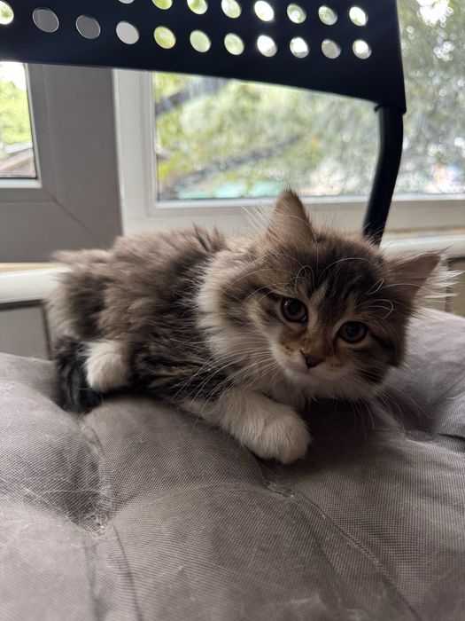 Котёнок девочка