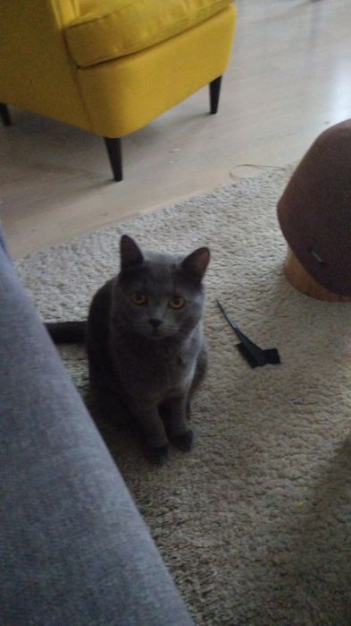 Пропал кот Майну!