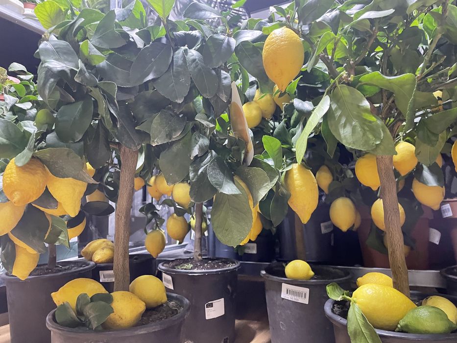 Лимонное дерево