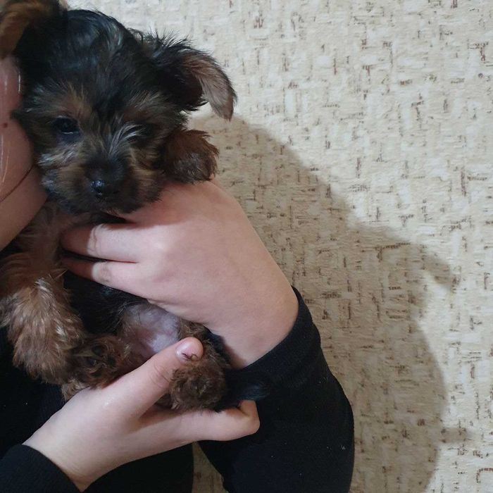 Йоркширский терьер