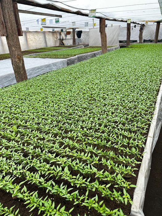 Rasaduri legume - rosii, ardei, castraveti, vanata