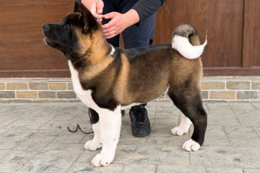 Mascul Akita American