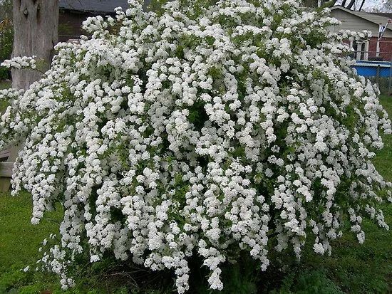 Спирея махровая белая