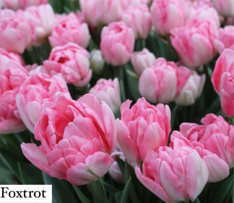 Тюльпаны оптом и в розницу