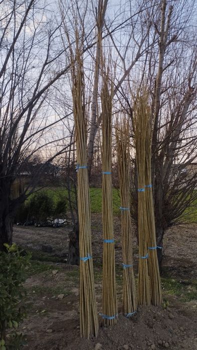 Koʻchat bor archa bor