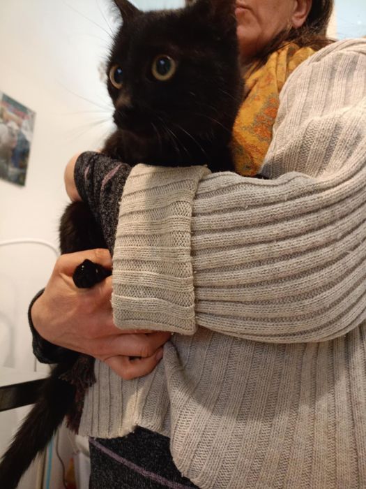 Младо, кастрирано женско коте търси дом