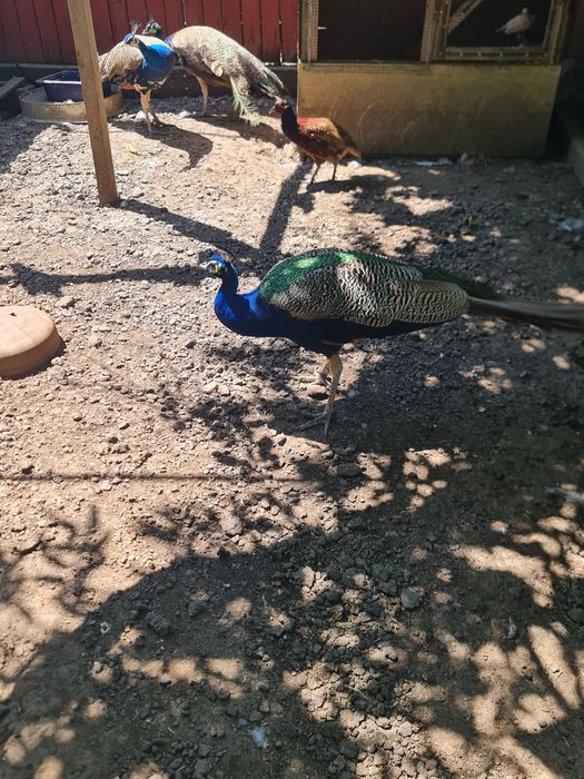 Vând paun mascul în  vârstă de 6 ani