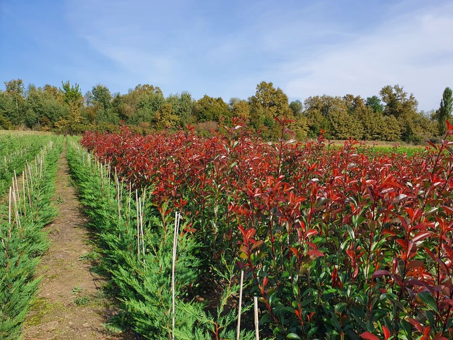 Photinia red Robin din pepiniera proprie