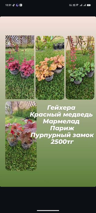 Цветы и растения для сада