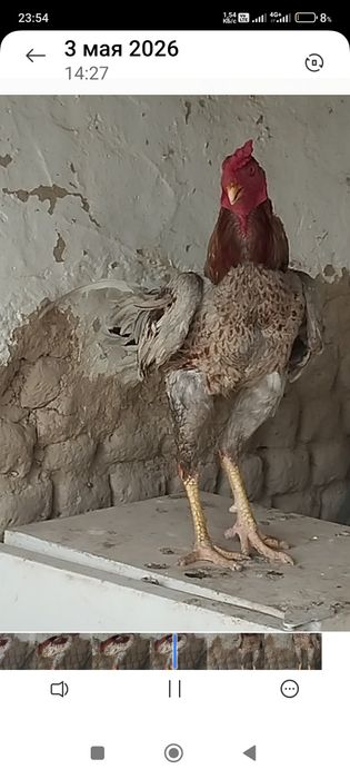 Сатлады срочнааа