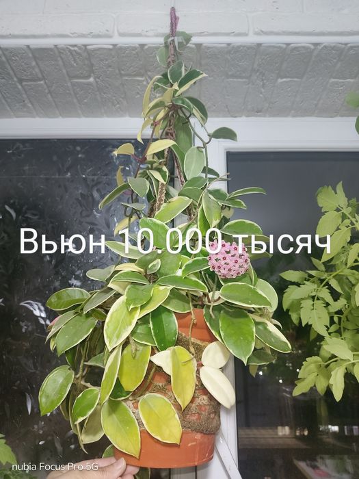 Комнатные растения