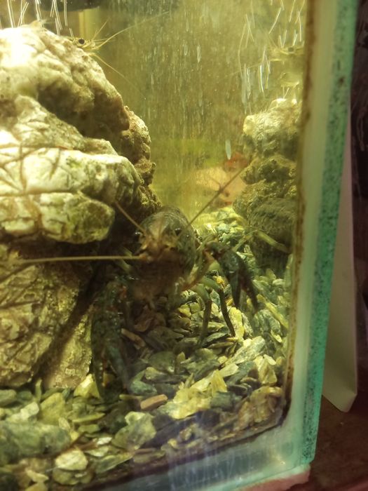 Раки аквариумные