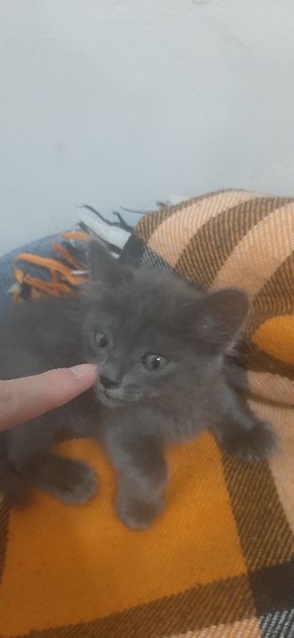 Отдам котенка в добрые руки