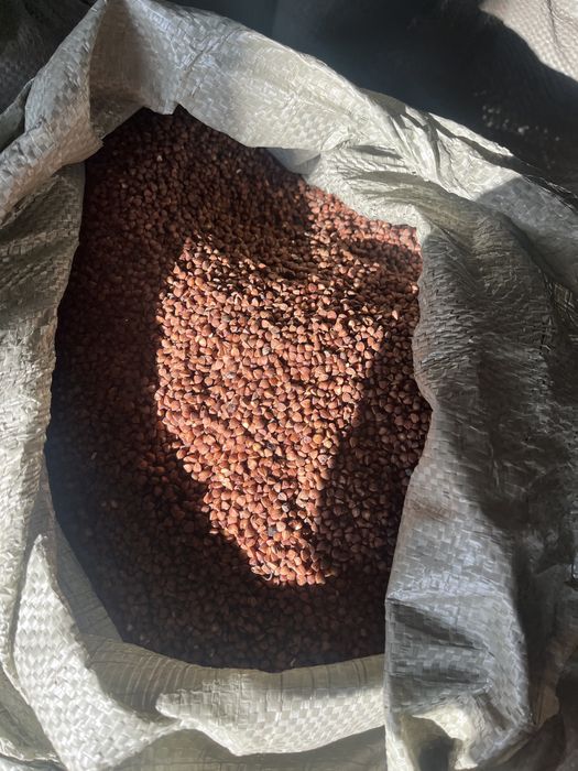 корма для птиц гречка