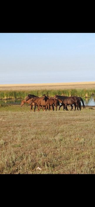 Продам лошадей 1 жеребец 3 кобылы