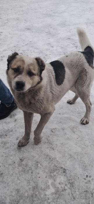 Отдам собаку алабай