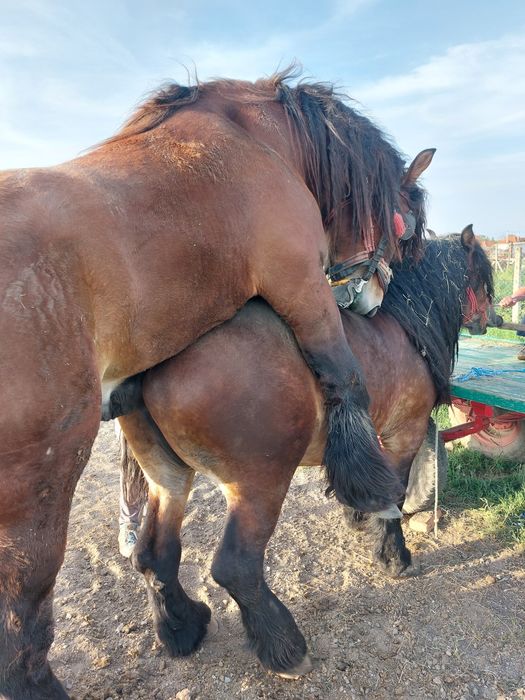 Vand iapa murga de 4 ani