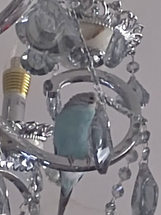 Говорящий ручной волнистик,ТОША!