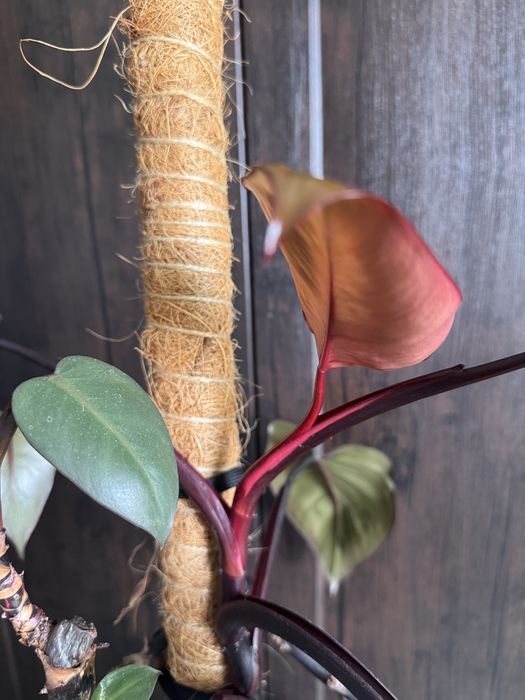 Филодендрон Red Queen Royale (US Hybrid)