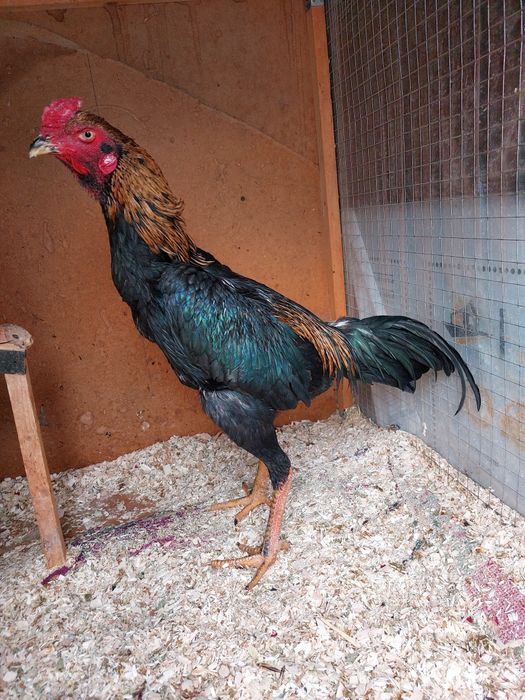 Dakan xo'roz privaznoy