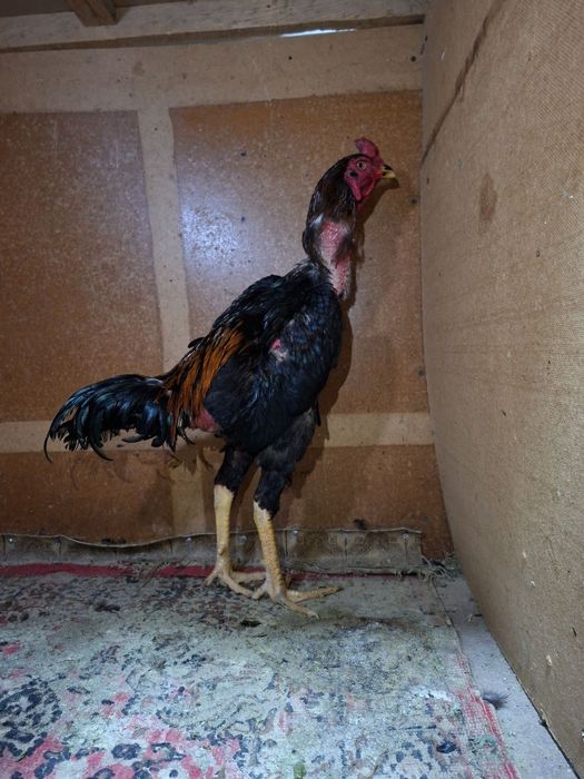Dakan xoʻrozlar sotiladi