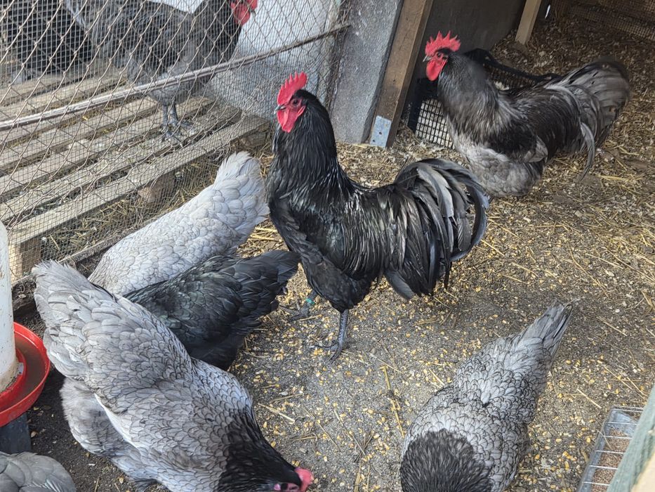 Oua incubat Brahma HD și Australorp disponibile