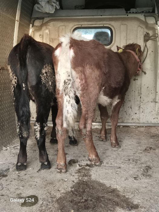 De vânzare 2 vitele bălțate