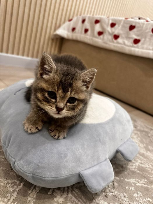 Кошка маленькая 2мес