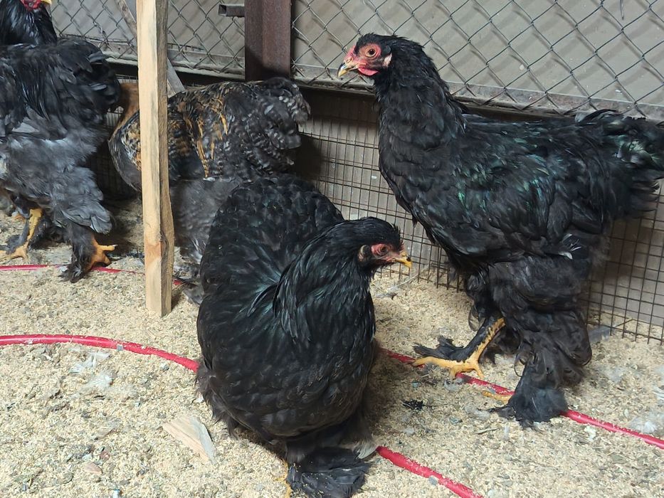 Брама  голубая..