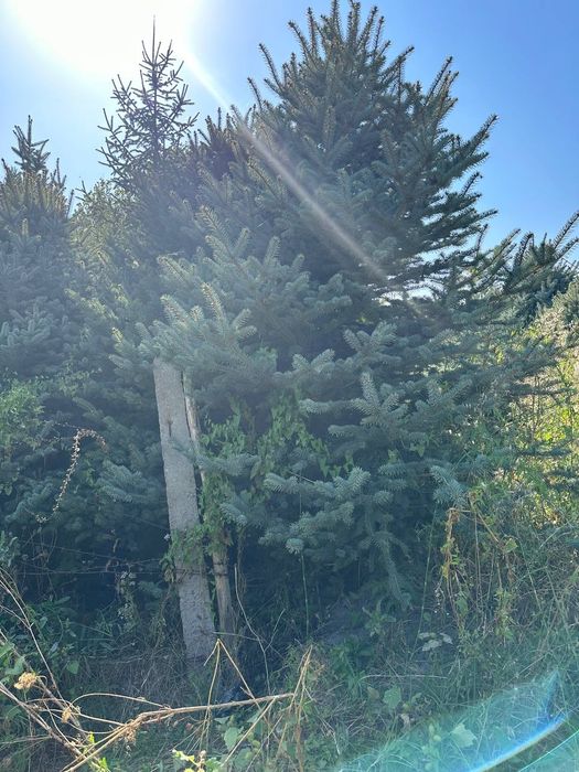 Продаются голубые ели и крымские сосны