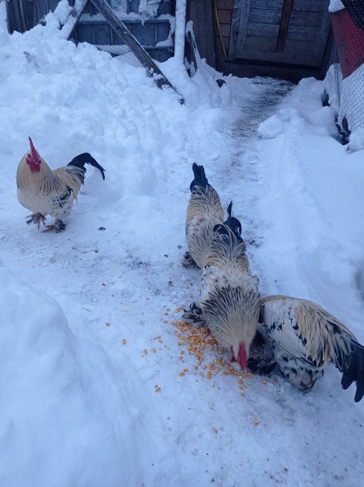 Vând cocoși de liliput