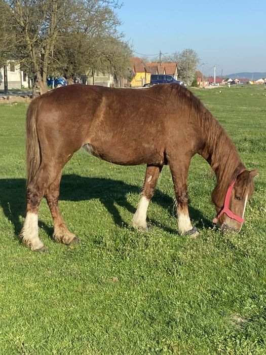 De vanzare o iapa pentru echitatie !
