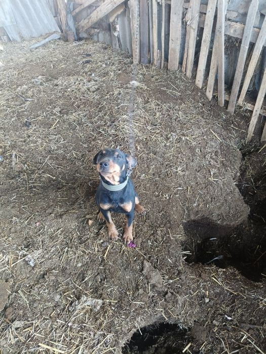 Ягдтерьер кабель