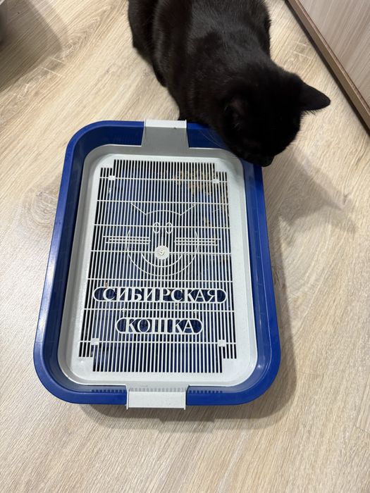 Кошачий лоток с сеткой