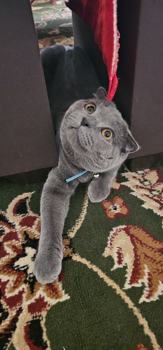 ВЯЗКА! Шотландская вислоухая мушук
Айол мушуклариз буса кушиш уч