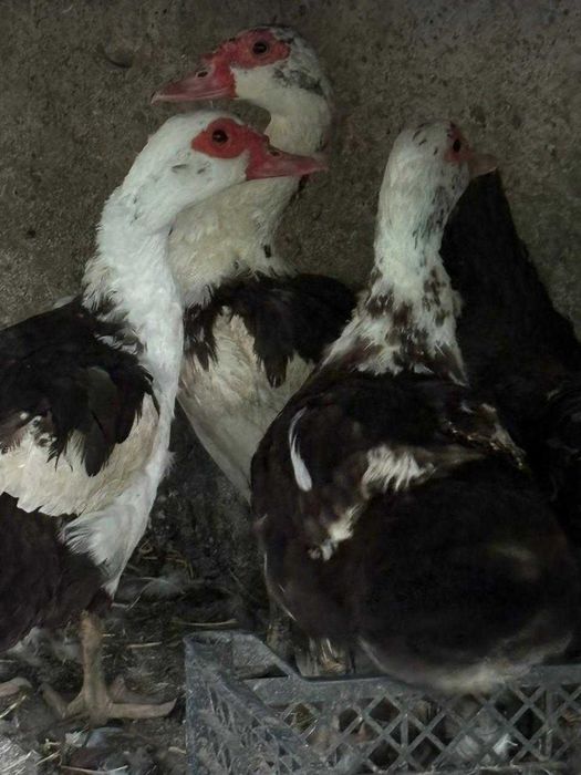 Продаются башкарские утки.