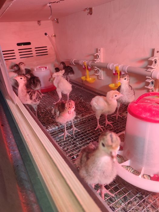 Индюшат на продажу