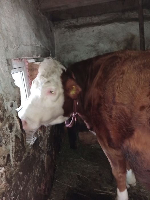 Vând  junincă gestantă