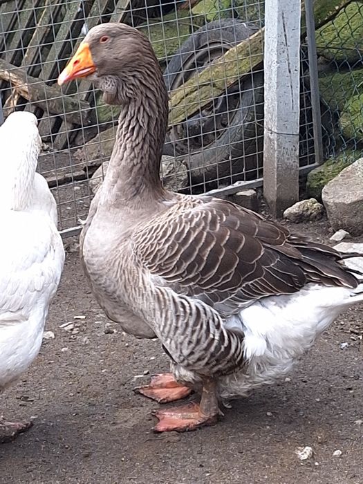 тулузка гъска (мъжки)