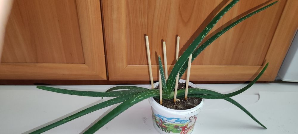 Алоэ Вера  6 лет