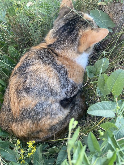 Кошечка изет дом