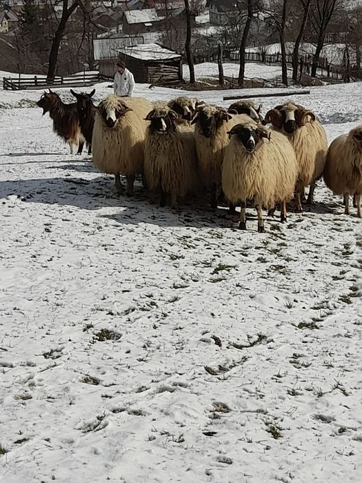 Oi bune de vânzare.