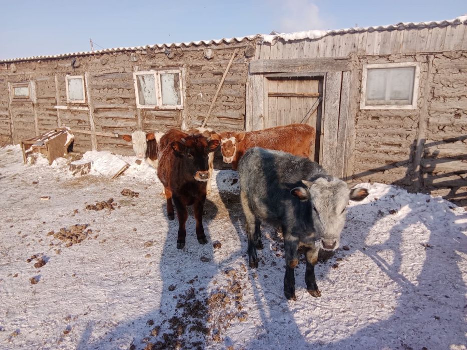 Годовалые телята
